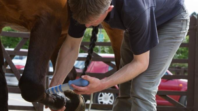 Machine vétérinaire de thérapie d'onde choc de machine de thérapie d'onde choc de haute énergie pour le cheval de course